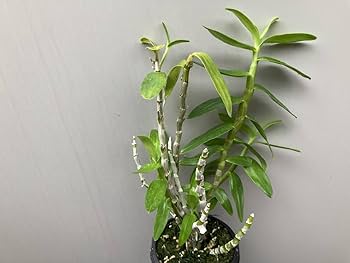 Amazon.co.jp: デンドロプリズム1 デンドロビウム